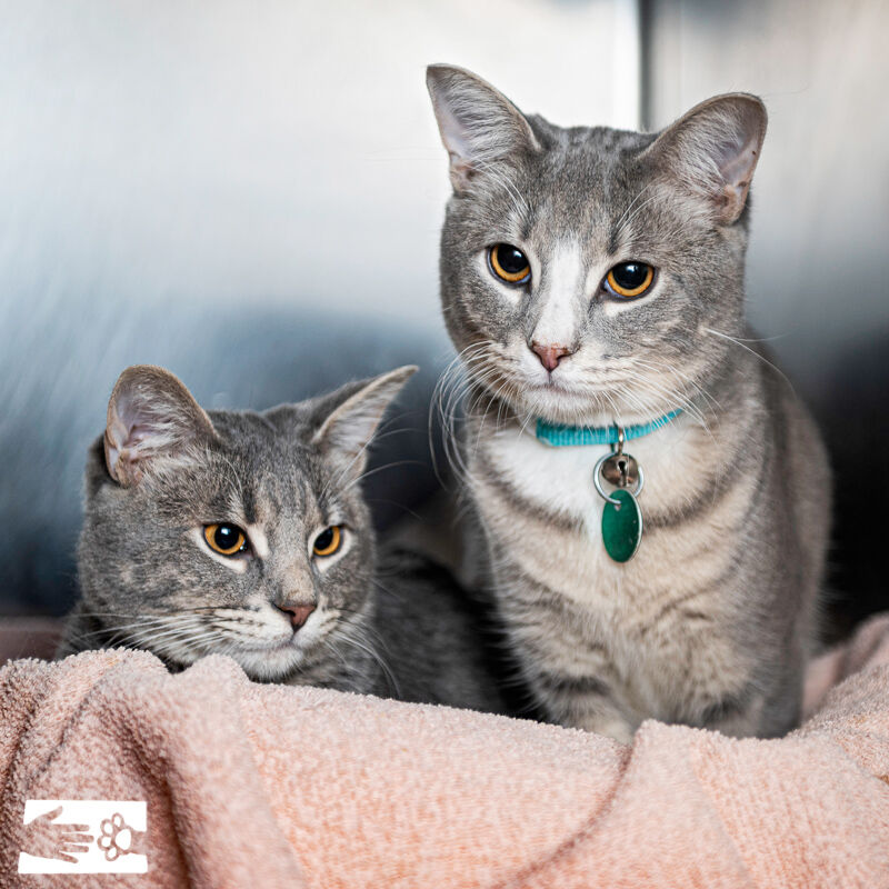 Ruxin and Hammie, HSCC Pets of the Week
